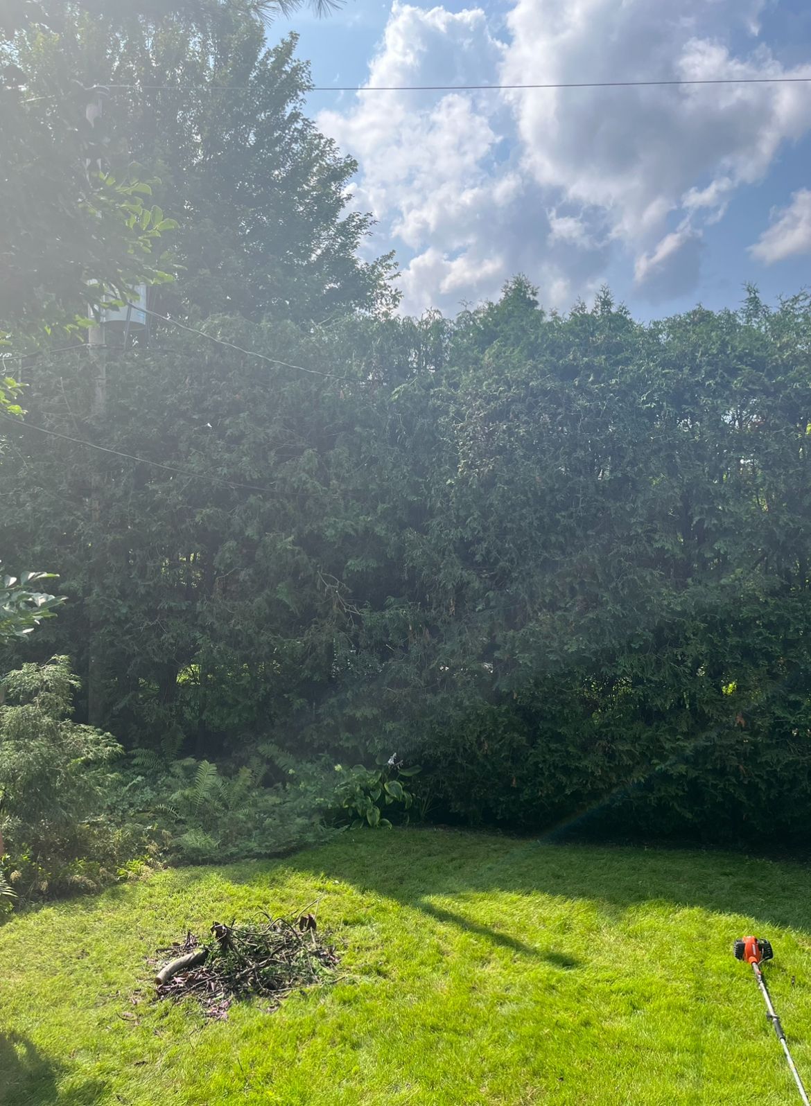 Pelouse verdoyante bordée d'une grande haie dense sous un ciel partiellement nuageux.