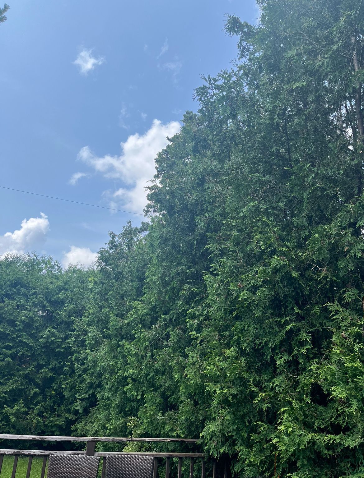 Des arbres bordent une terrasse sur un ciel bleu parsemé de nuages ​​épars.