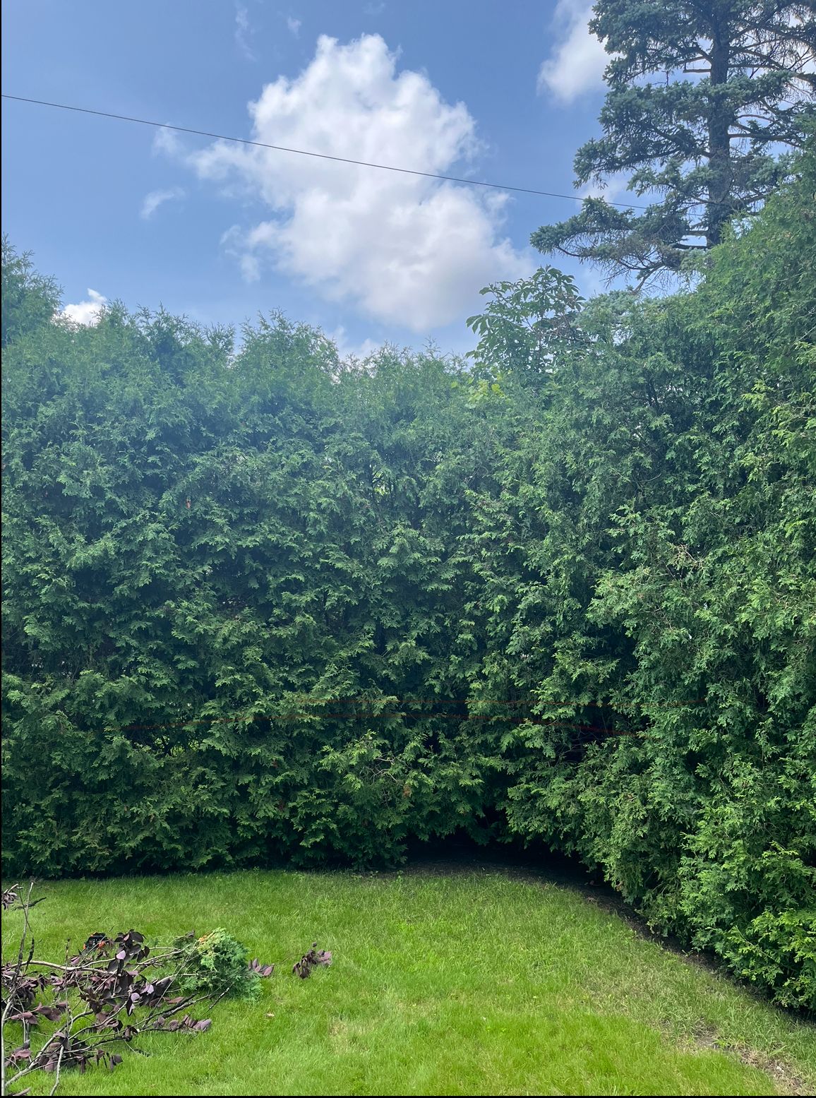 Haie verte et herbe sous un ciel bleu parsemé de nuages ​​cotonneux.