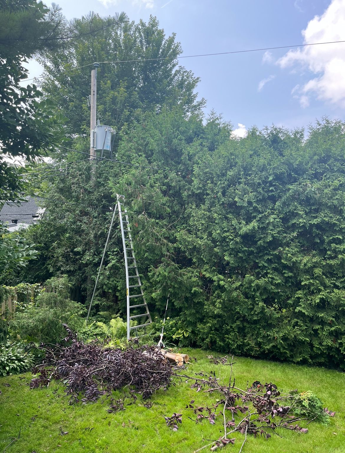 Une échelle appuyée contre une haute haie dense, des branches d'arbres jonchant la pelouse et un poteau électrique en arrière-plan.