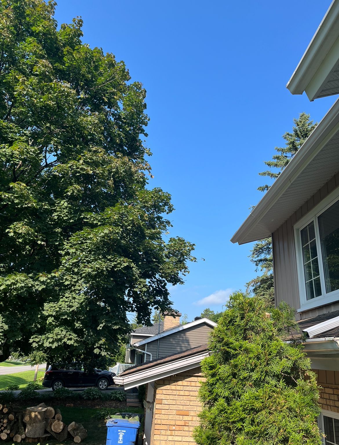 Un arbre vert et une maison se détachent sur un ciel bleu, avec du bois et une poubelle en arrière-plan.