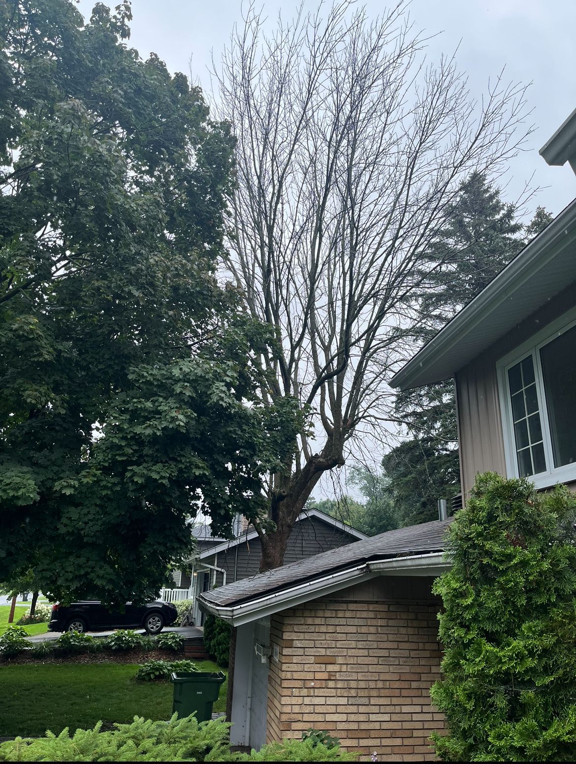 Arbre partiellement mort entouré d'arbres verts, à côté d'une maison avec un mur de briques et des fenêtres blanches.