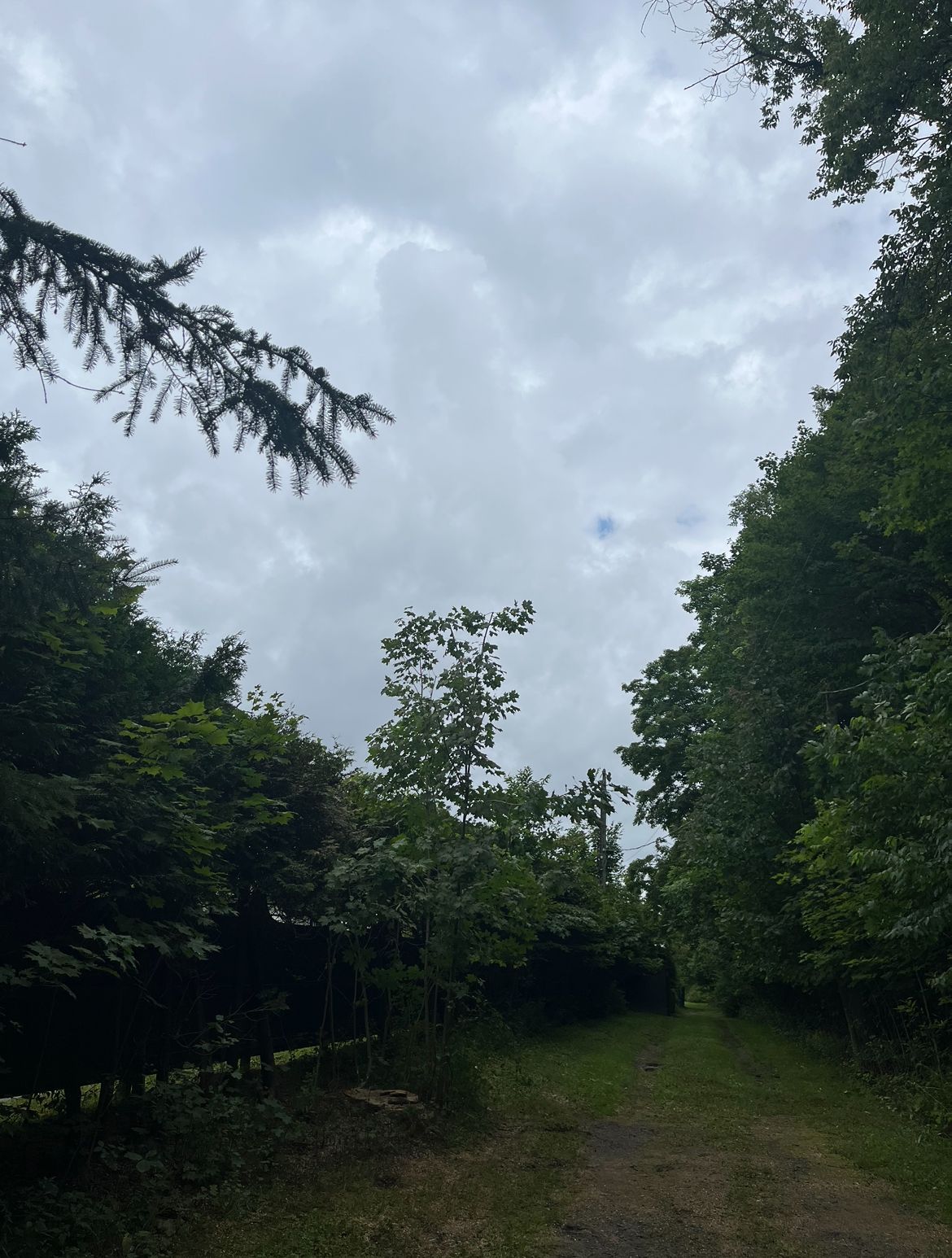 Sentier forestier sous un ciel nuageux, entouré d'arbres verdoyants.