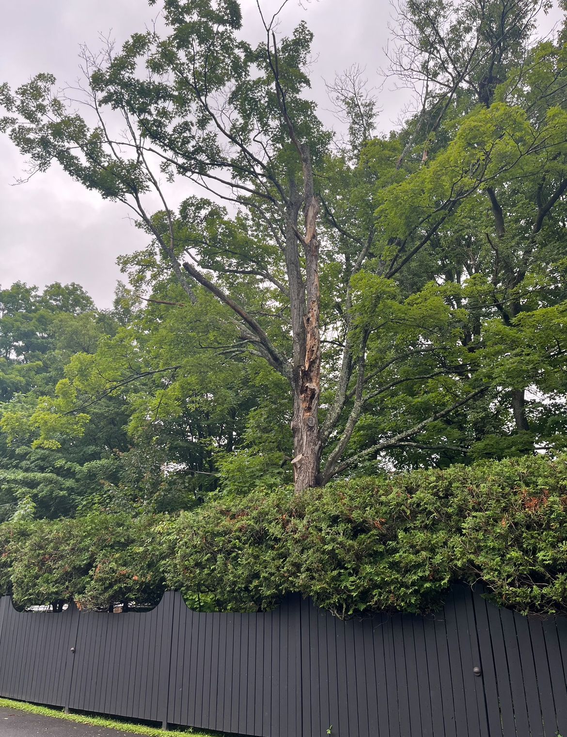 Grand arbre au tronc endommagé, entouré de feuillage vert, derrière une clôture sombre à motifs.