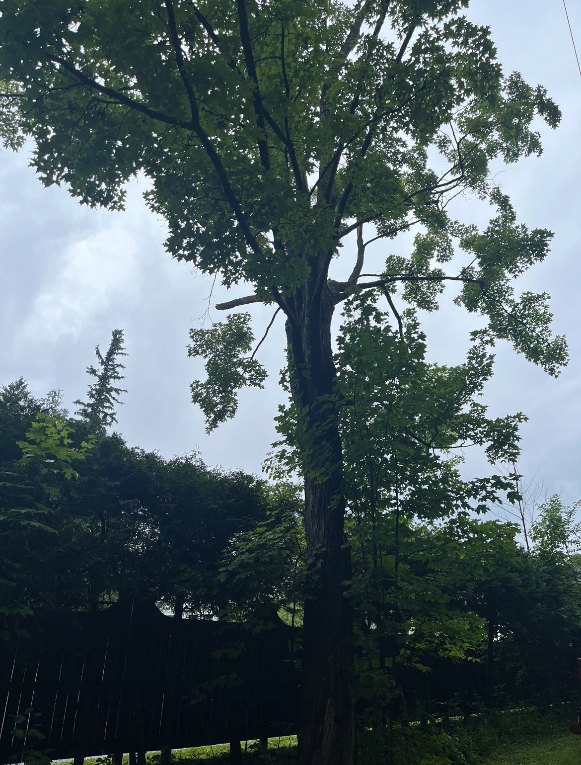 Grand arbre aux feuilles vertes se détachant sur un ciel nuageux. Des buissons vert foncé se dressent au premier plan.