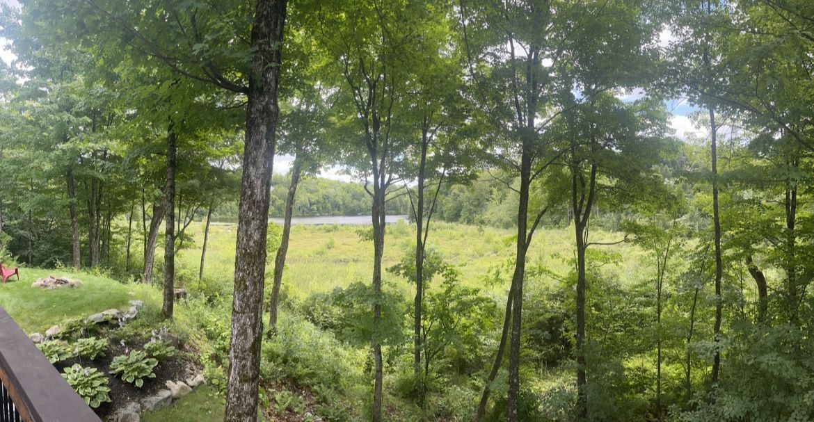 Par une belle journée ensoleillée, des arbres d'un vert luxuriant encadrent un champ d'herbes hautes, avec un étang au loin.