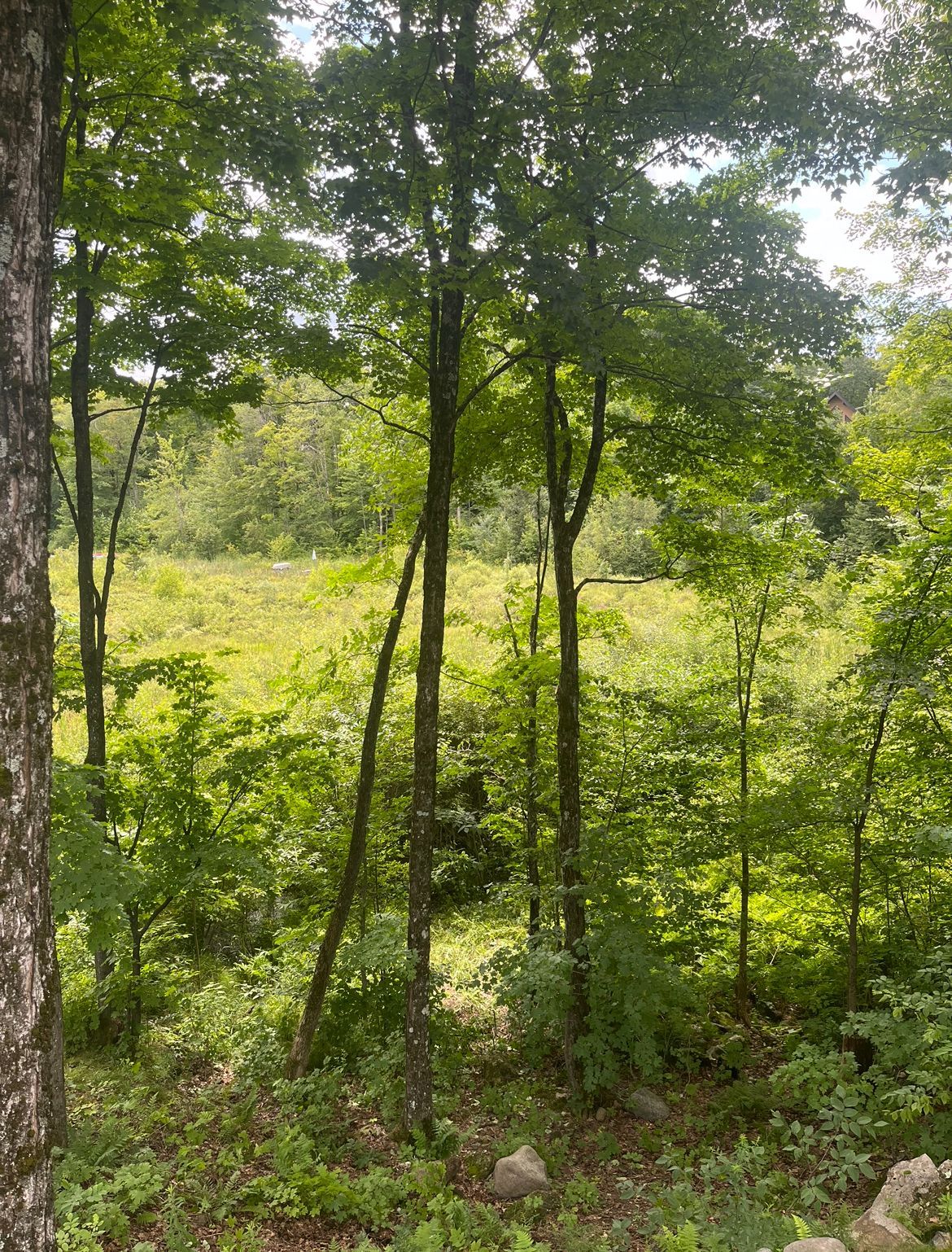 Des arbres verdoyants encadrent une prairie ensoleillée.