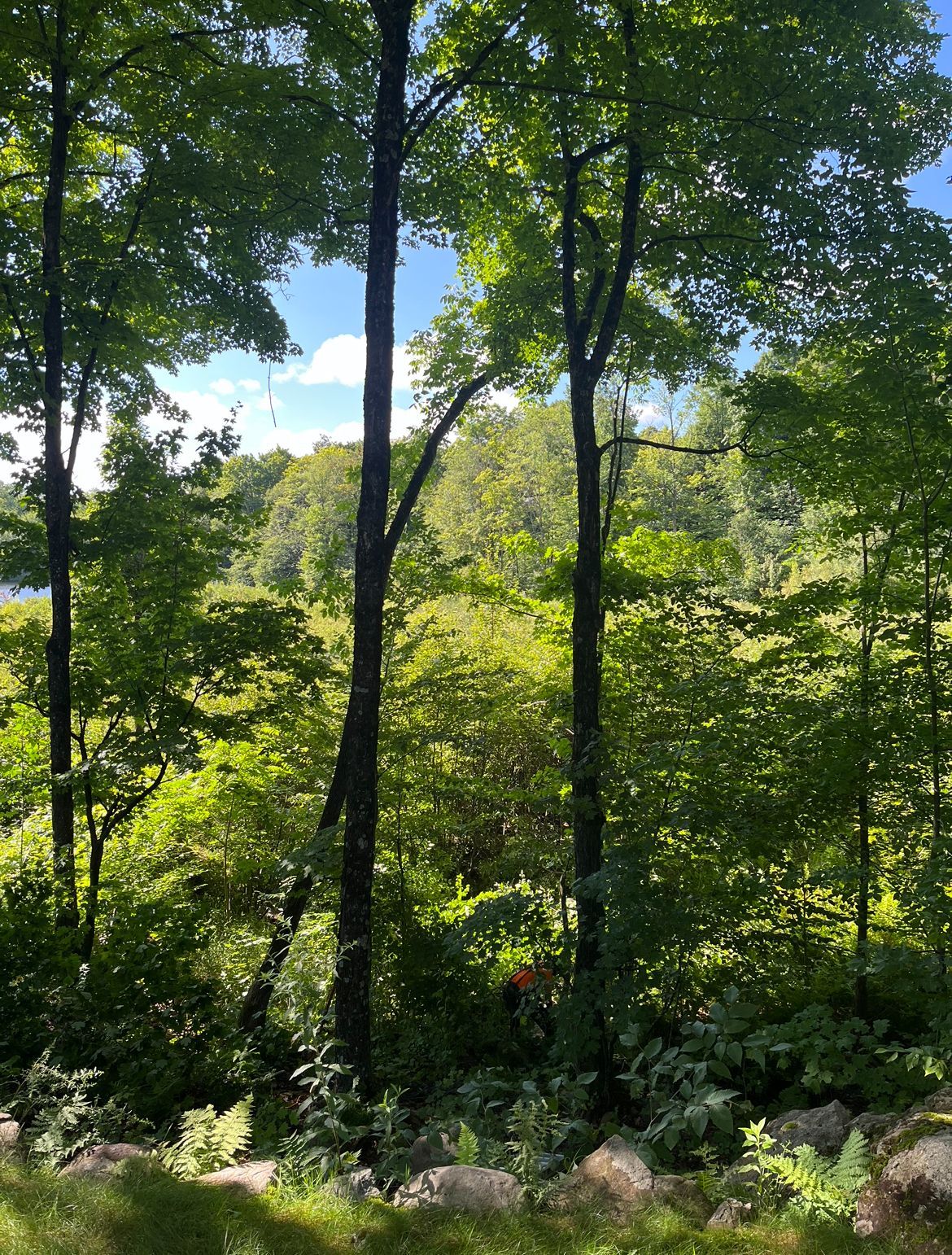 Forêt verdoyante luxuriante où la lumière du soleil filtre à travers les arbres. Ciel bleu visible.
