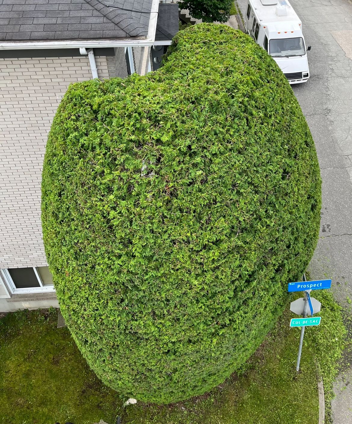 Gros buisson vert taillé dans une rue résidentielle, à côté d'une maison, avec un camping-car blanc en arrière-plan.