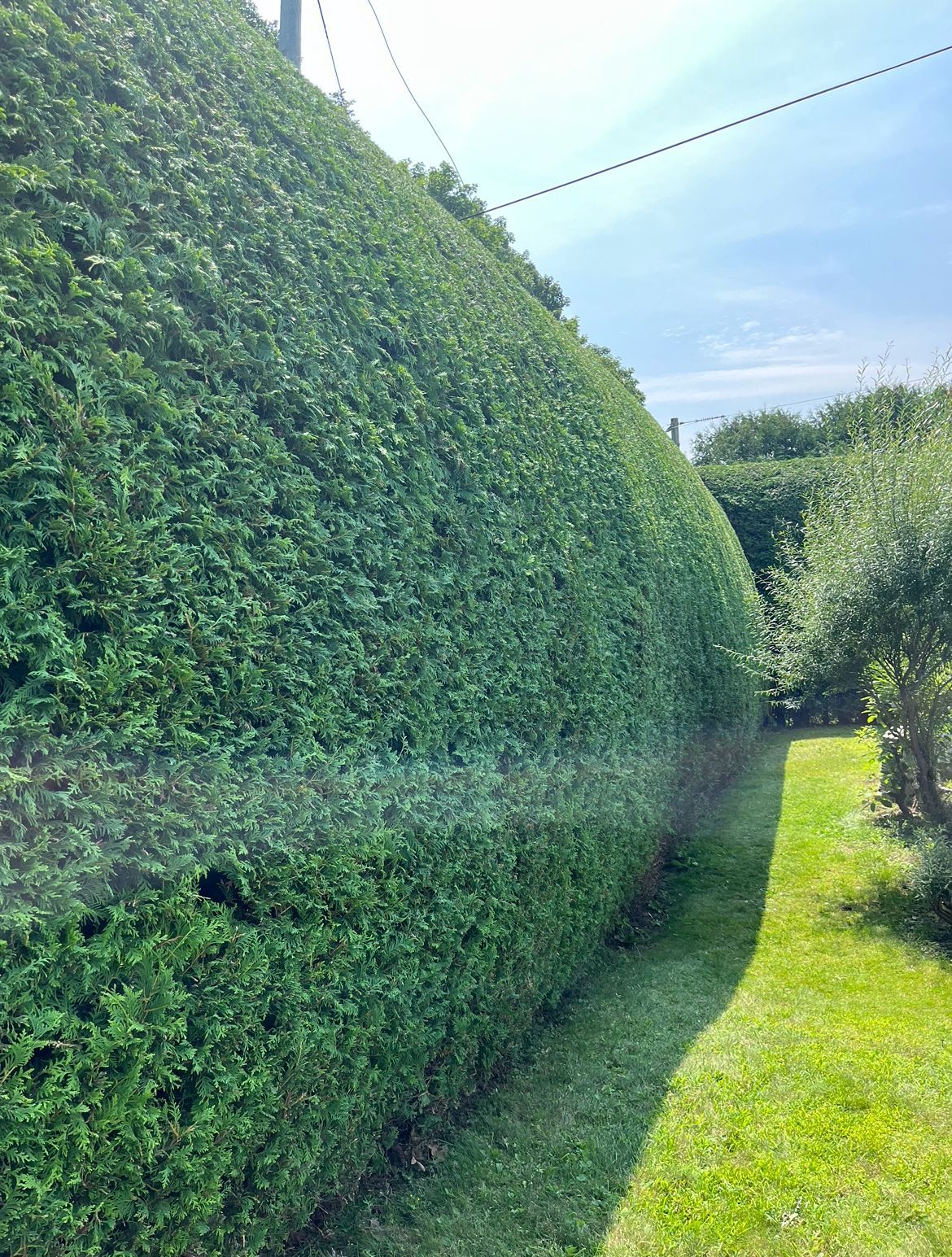 Une haie verte et luxuriante borde un chemin herbeux sous un ciel radieux.