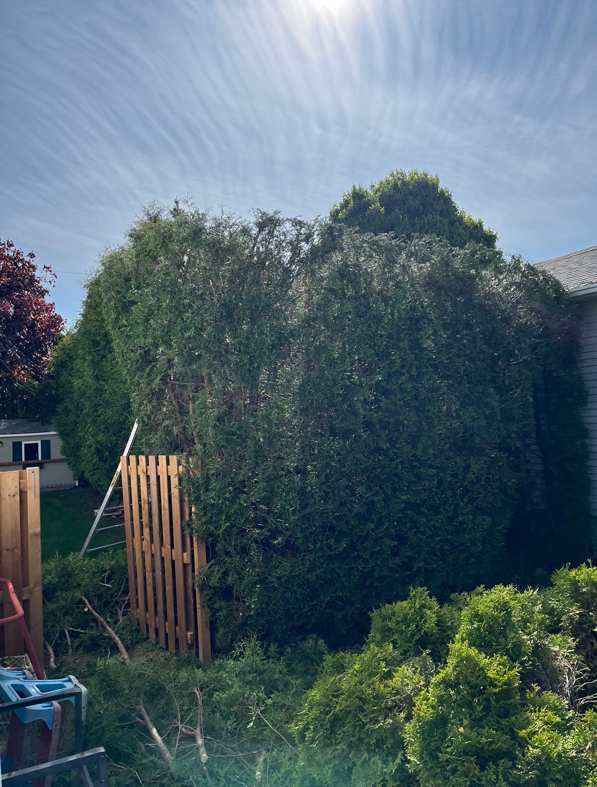 Une grande haie verte taillée longe une clôture en bois. Le ciel est bleu et le soleil brille.