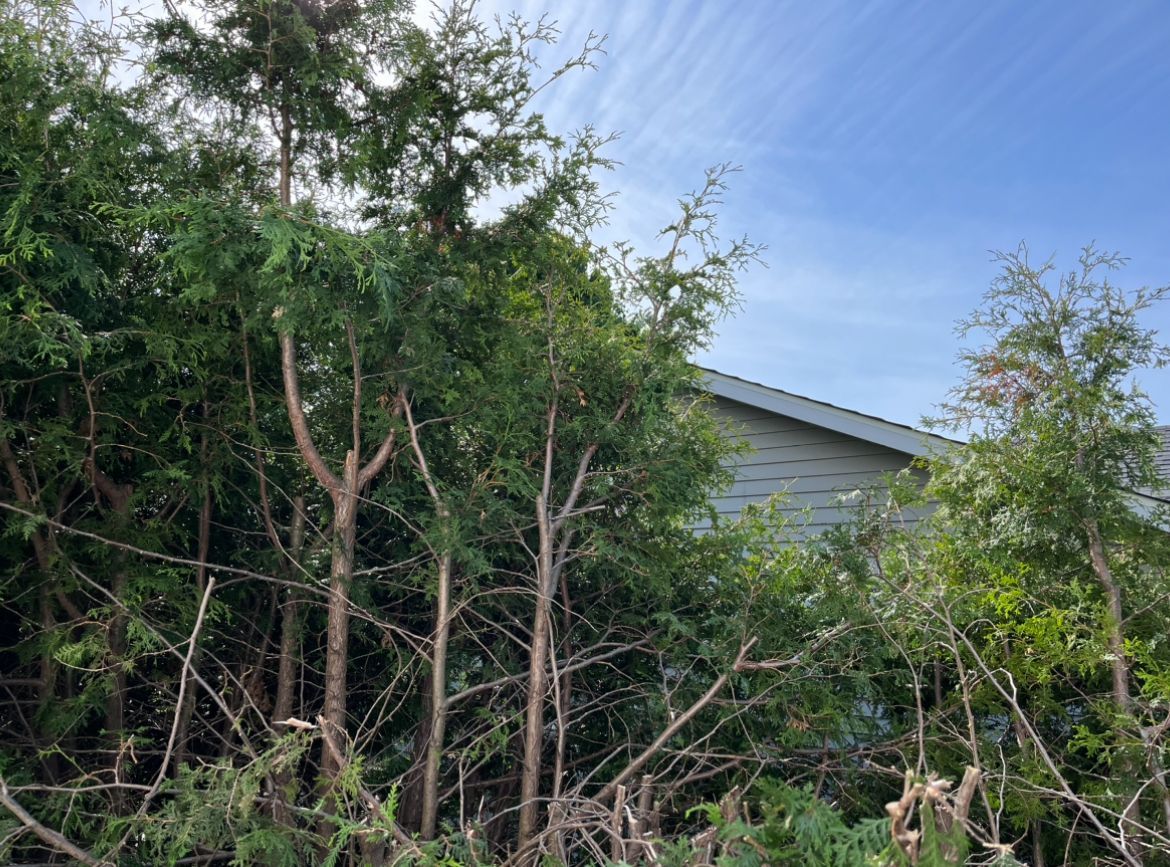 Des arbres et du feuillage verts devant un bâtiment gris, sous un ciel bleu strié de nuages ​​blancs.