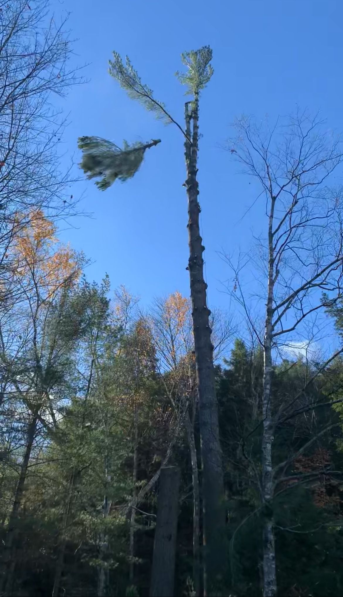 Grand pin aux branches clairsemées se détachant sur un ciel bleu, se courbant sous le vent.