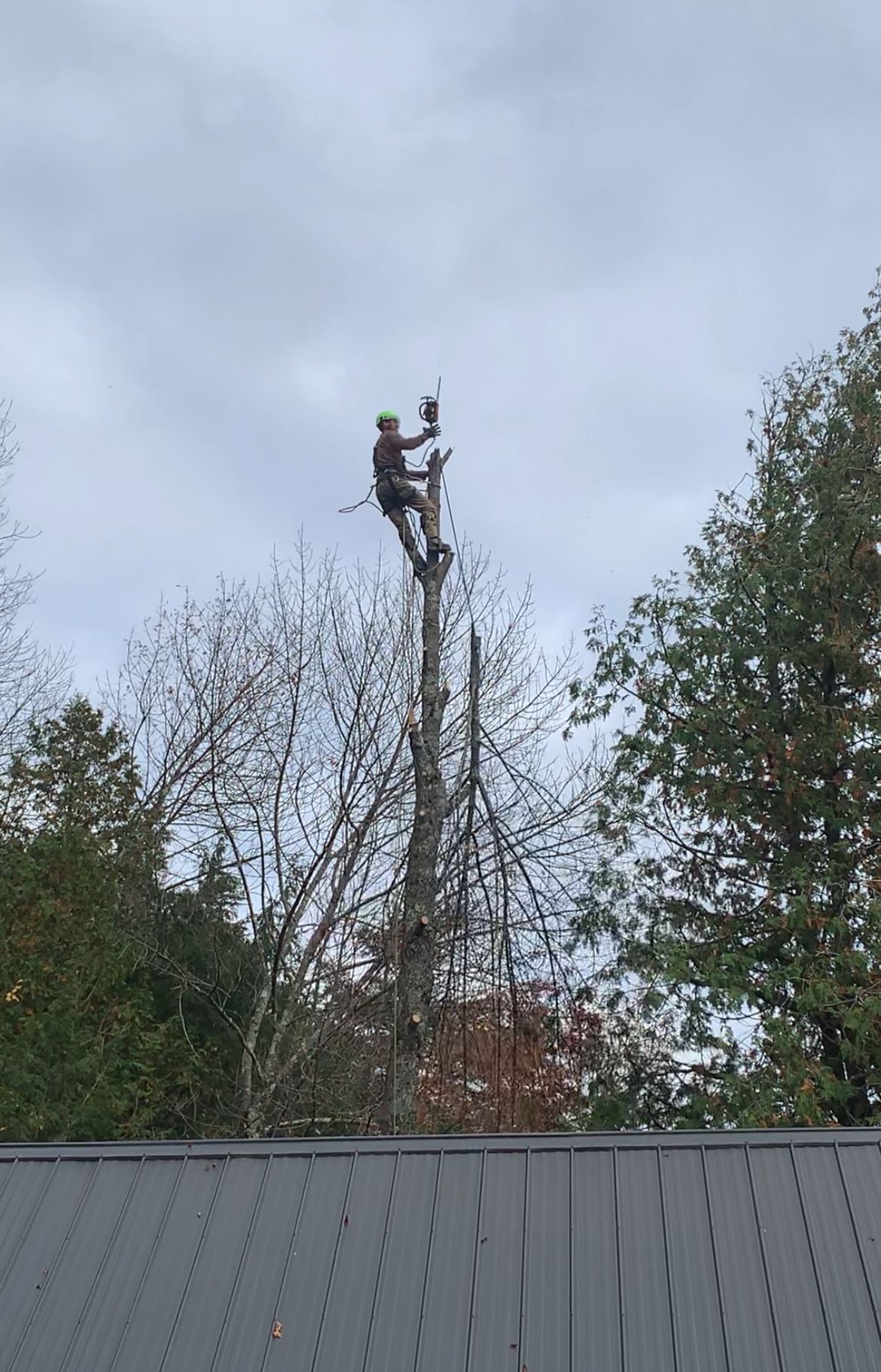 Une personne avec une tronçonneuse au sommet d'un grand tronc d'arbre, coupant des branches, en extérieur, sous un ciel nuageux.