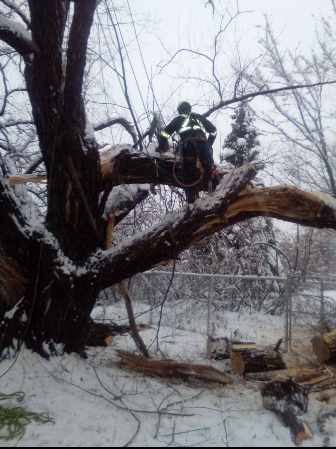 Un arboriste scie une branche cassée en hiver. Il y a de la neige au sol et sur les branches.