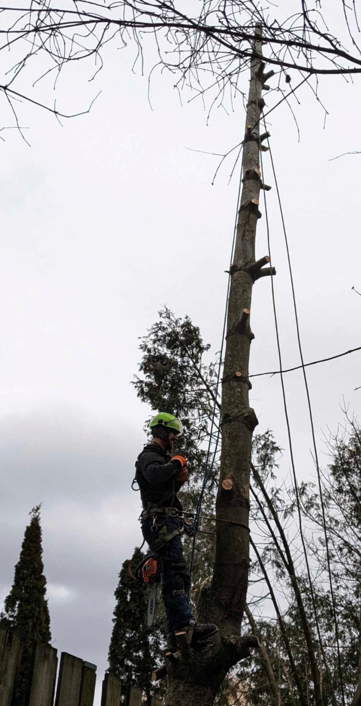Un arboriste coupe un grand arbre. Il porte un casque, un équipement de sécurité et utilise une tronçonneuse dans un environnement extérieur nuageux.