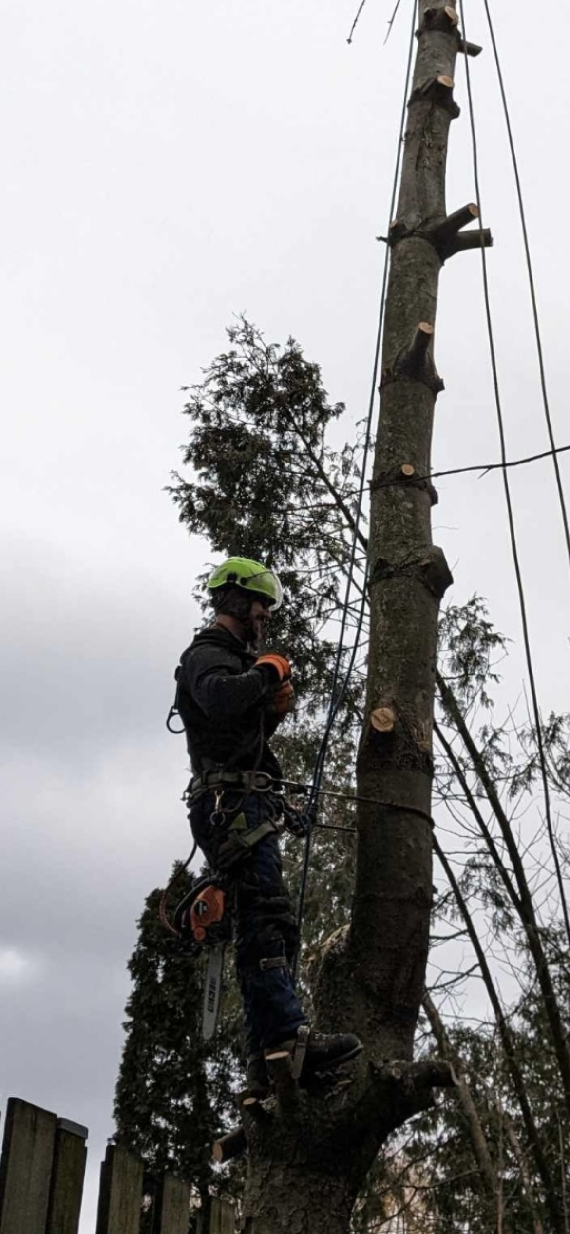 Un élagueur sur le tronc d'un grand arbre, coupant des branches à la tronçonneuse. Journée nuageuse.