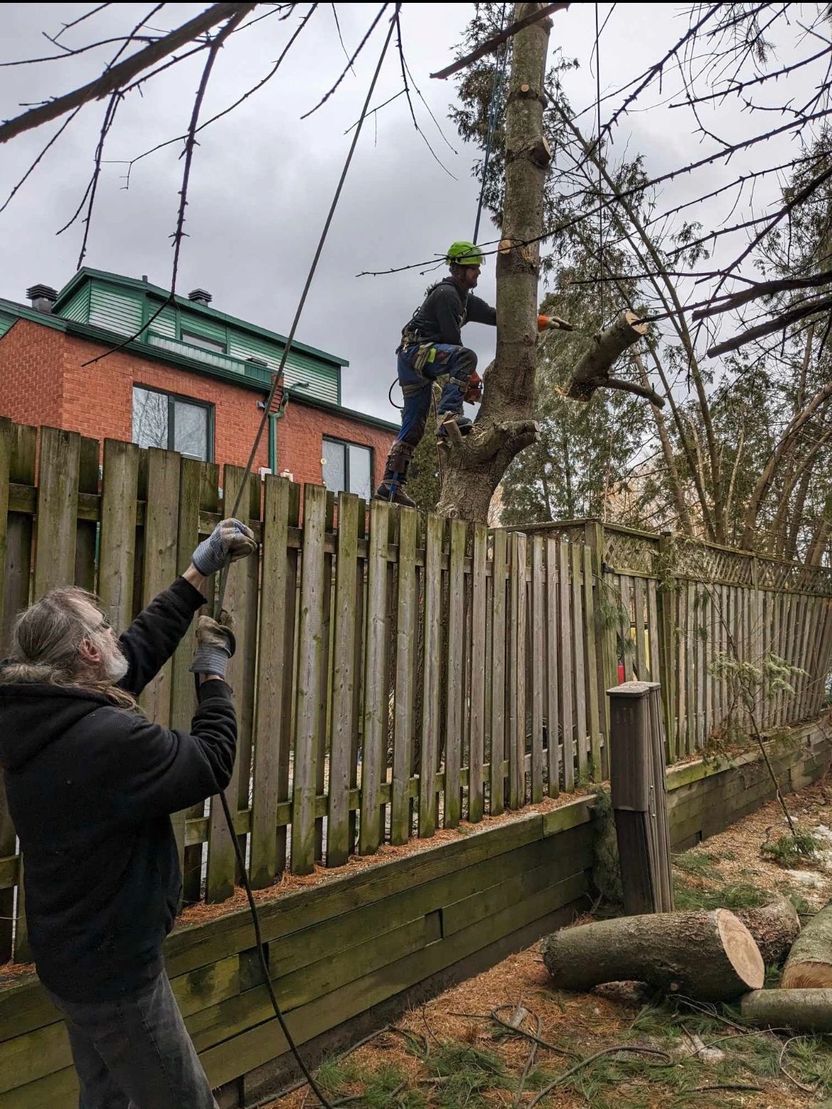 Deux personnes élaguent un grand arbre près d'une clôture en bois. L'une utilise une tronçonneuse, l'autre une corde.