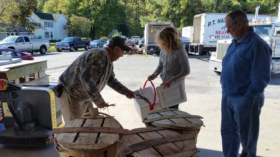 Crab Seller — Bozman, MD — PT Hambleton Seafood