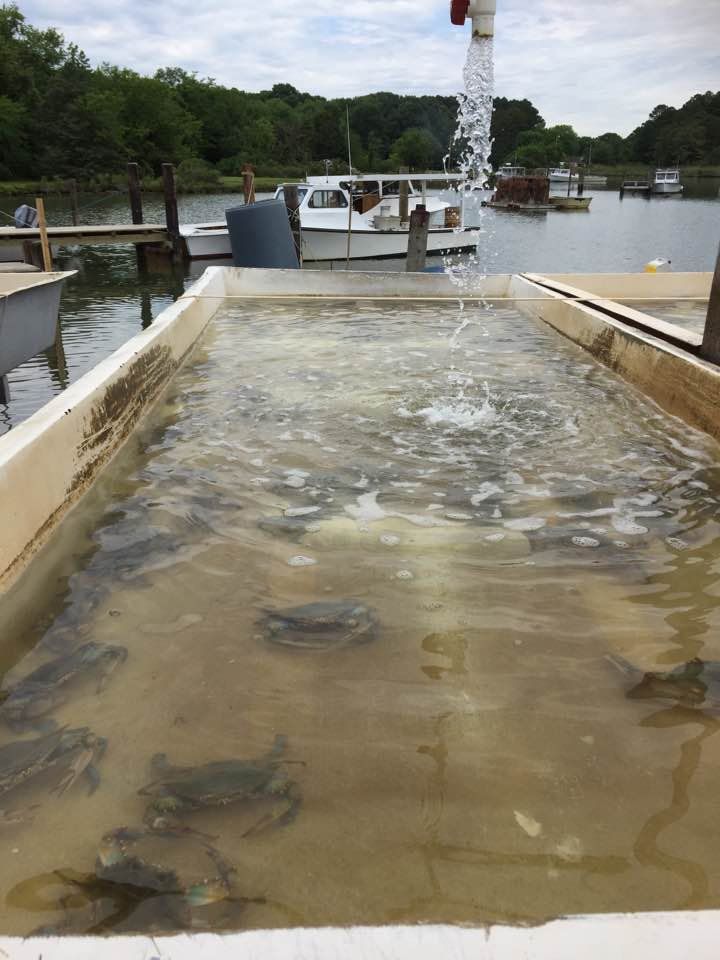 Crab Season — Bozman, MD — PT Hambleton Seafood