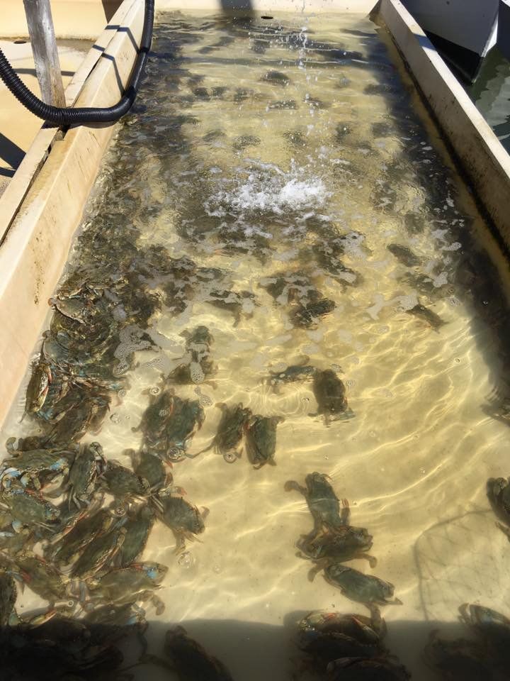 Crab Pond — Bozman, MD — PT Hambleton Seafood