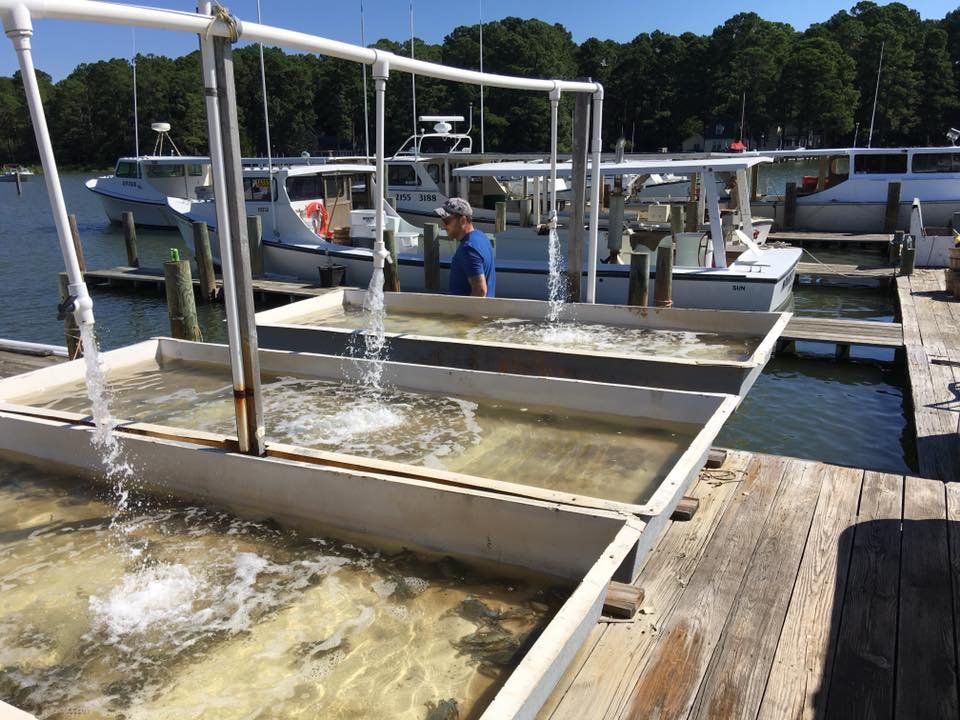 Commercial Crab Pond — Bozman, MD — PT Hambleton Seafood