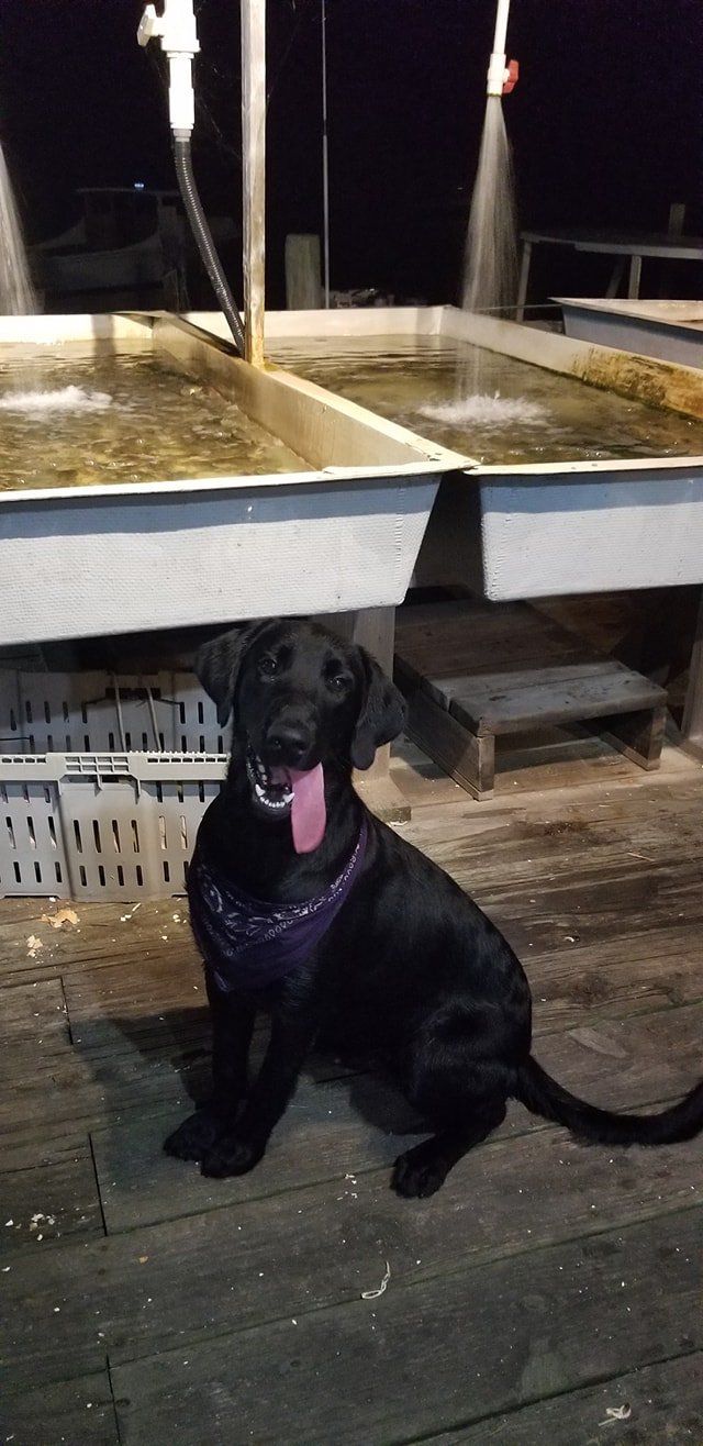 Black Dog — Bozman, MD — PT Hambleton Seafood