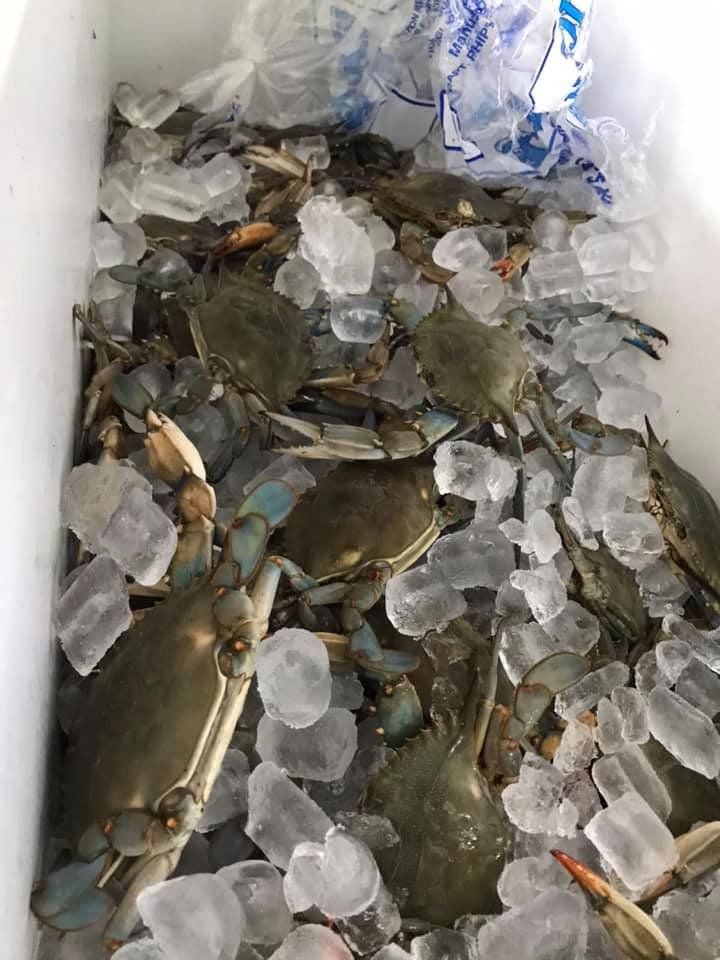 Crab on Ice — Bozman, MD — PT Hambleton Seafood