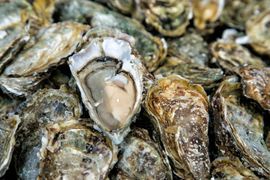 Oysters — Bozman, MD — PT Hambleton Seafood
