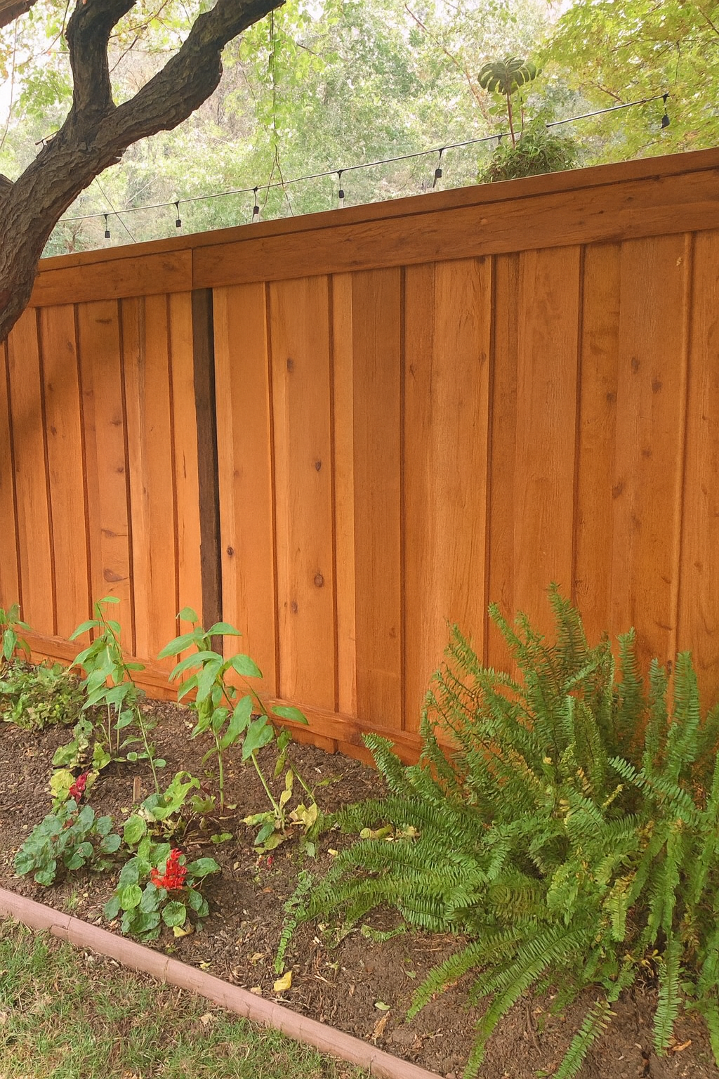 Wooden fence with a garden in front of it and a tree on the left side.