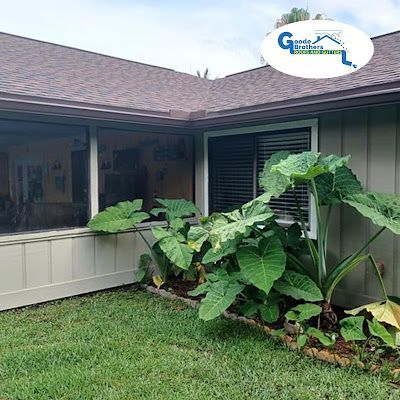 Large green elephant ear plants grow along the base of a house near a window, with a logo in the upper right corner.