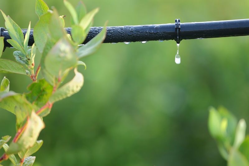 Black Drip Irrigation Tube With a Water Droplet Over Green Leaves in a Garden — Taree Water Works in Taree, NSW