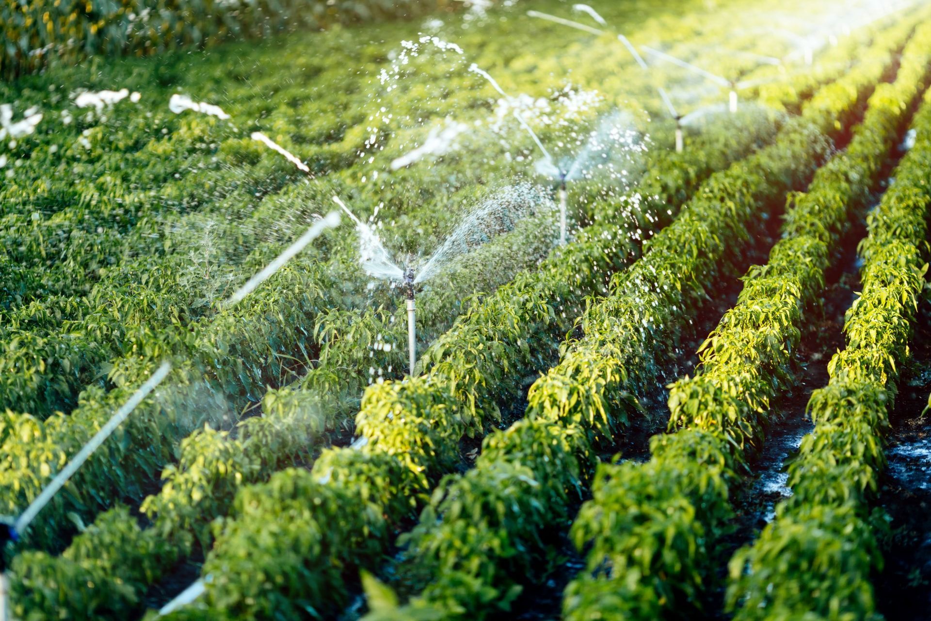 Sprinklers Watering Lush Green Crop Rows in a Sunny Farm Field — Taree Water Works in Taree, NSW
