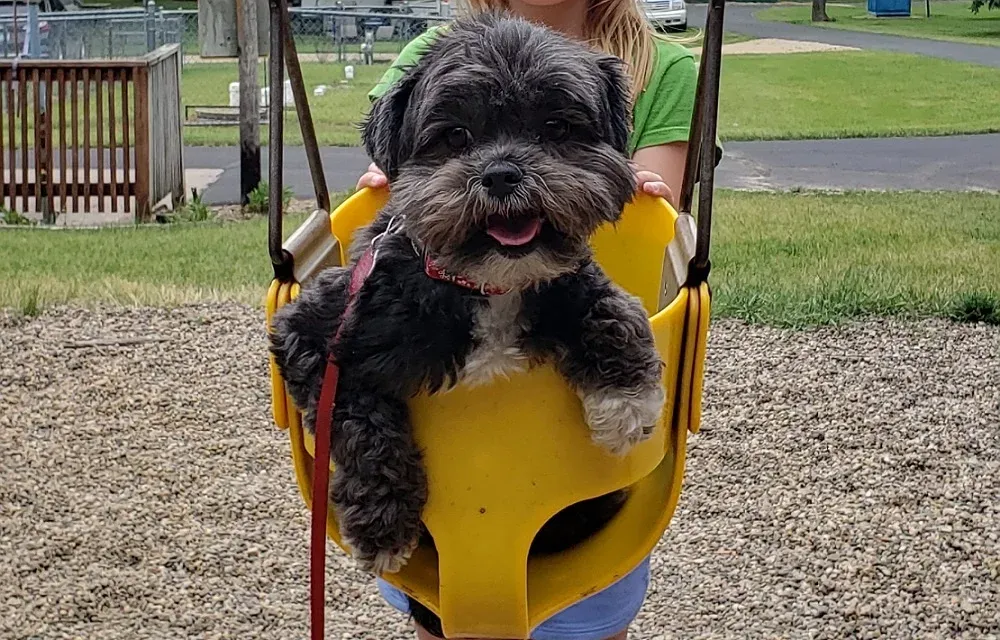 Dog in a swing