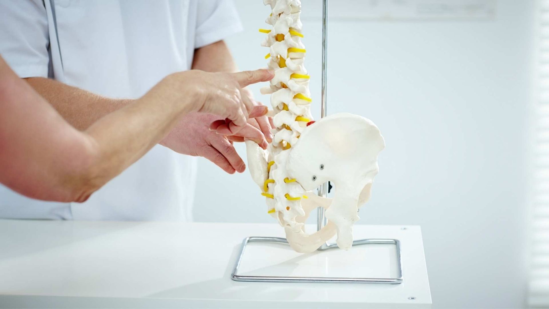 Hands pointing at spine model on a white table in a medical setting.