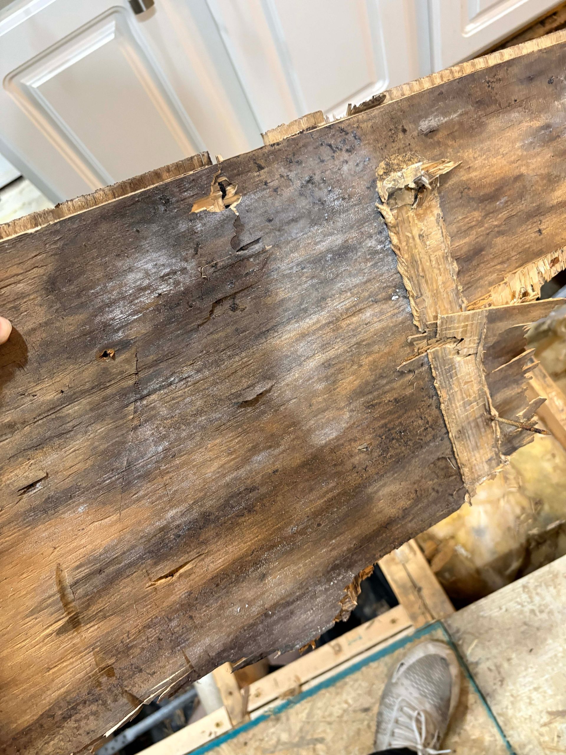Damaged wooden floorboards, showing dark discoloration and potential mold. Close-up view from above.
