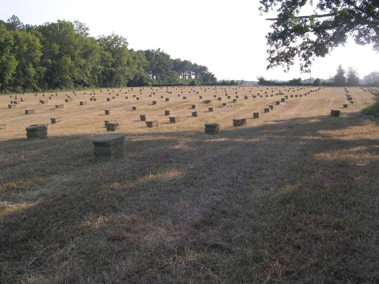 Rows of small hay bales in a harvested field with trees along the edge under a clear sky