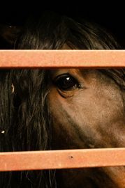 Brown horse peeking through an orange metal stall. Its dark eye visible, with a long mane.
