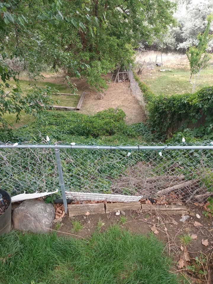Backyard scene with a chain-link fence, overgrown vegetation, and a sloped terrain.