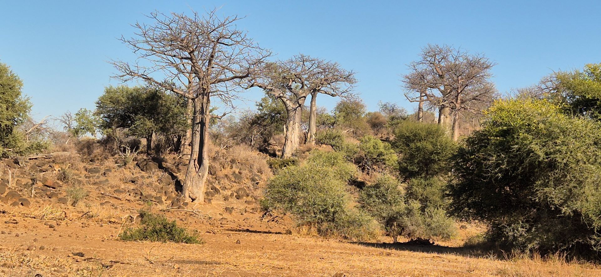 African savanna landscape with baobab trees and shrubs.