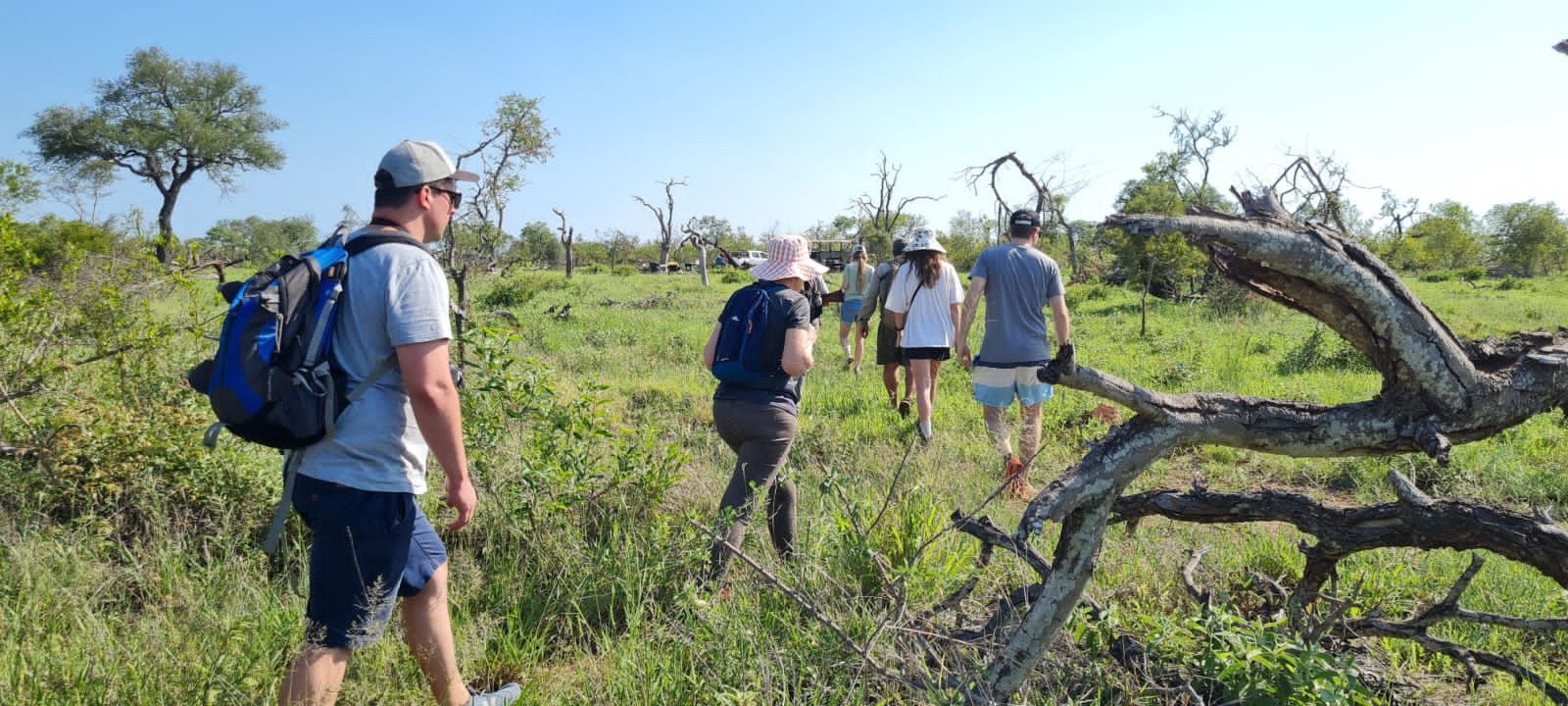 A group of people are walking through a grassy field in the Kruger National Park