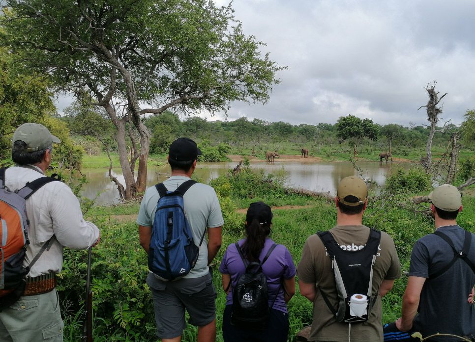 Bush Walks