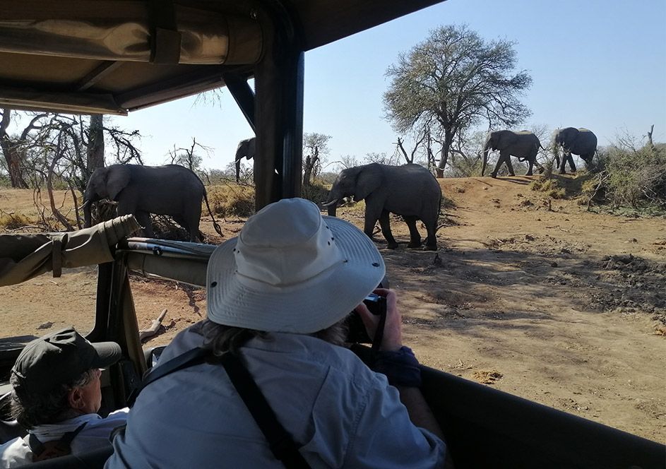 Sunrise Safari from Hoedspruit – Small-Group Pridelands Experience
