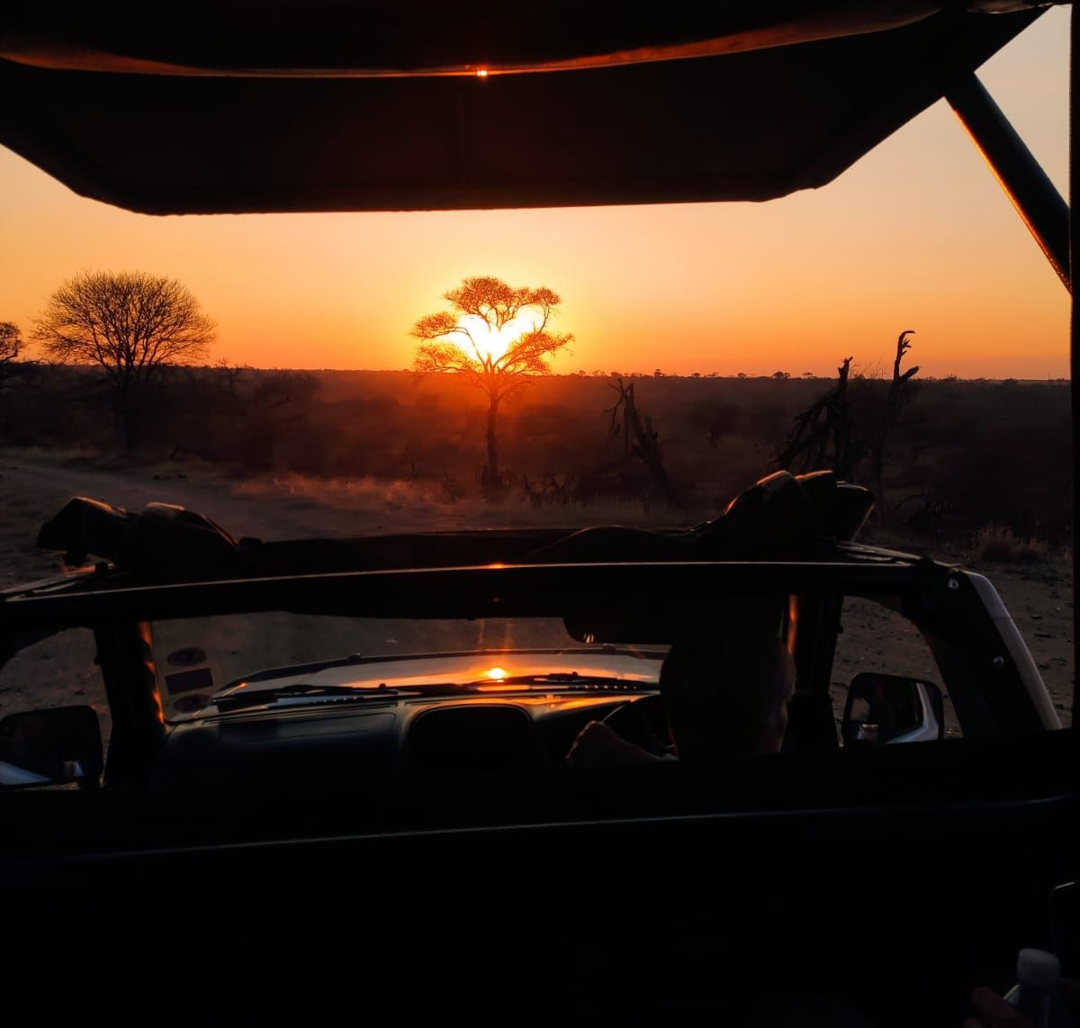 Sunset through a safari vehicle roof, silhouetting a tree, horizon, and landscape.