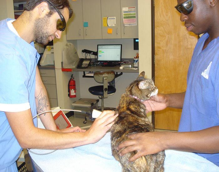 Doctor Check up Cat - Vaccinations in Portland, OR