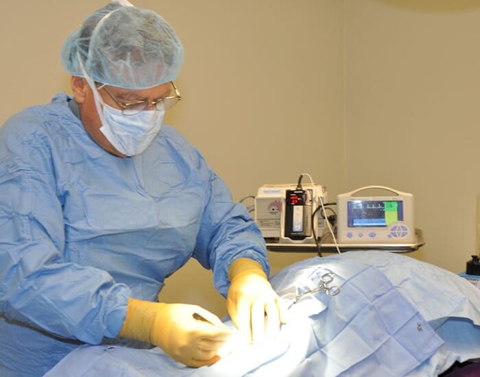 Surgery - Animal Orthopedic Surgery in Portland, OR