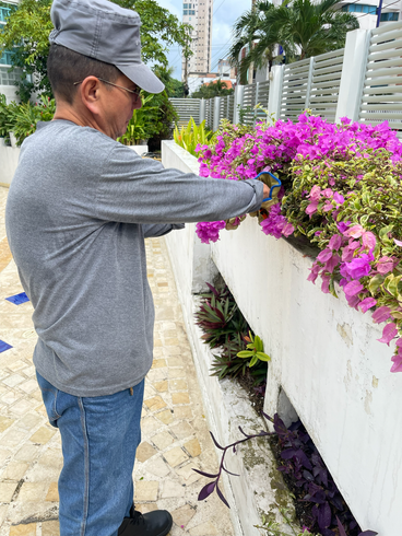 Hombre podando flores de buganvilla moradas en una maceta blanca, con gorra gris y camisa de manga larga.