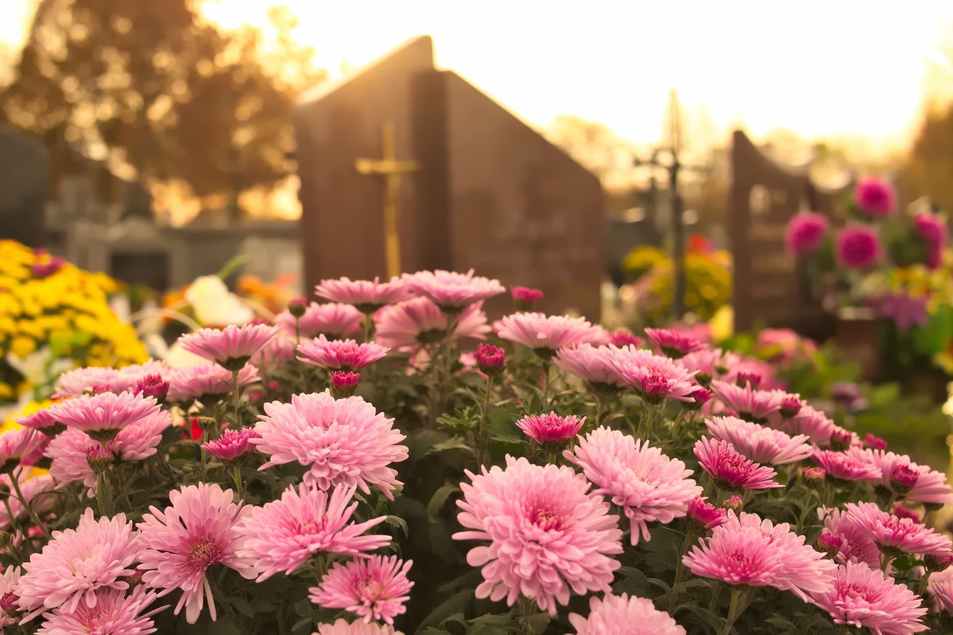 A bunch of pink flowers in a cemetery with a cross in the background.