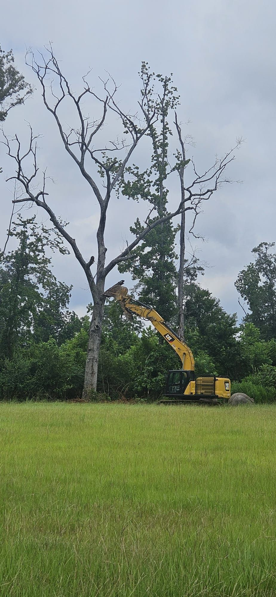 An excavator cutting down a dead tree in a field, under a cloudy sky.