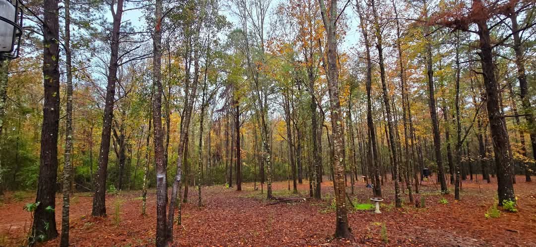 Forest scene with trees and autumn leaves on the ground.